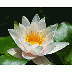 nymphae jarusalem dawn - nilüfer nymphae jarusalem dawn - nilüfer